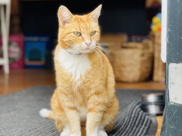 Kringloopwinkel Kringloopwinkel De Zandhoek, goed gebruikt of zelf gemaakt in Westerbork