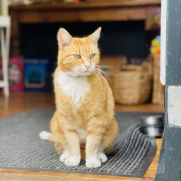 Kringloopwinkel Kringloopwinkel De Zandhoek, goed gebruikt of zelf gemaakt in Westerbork