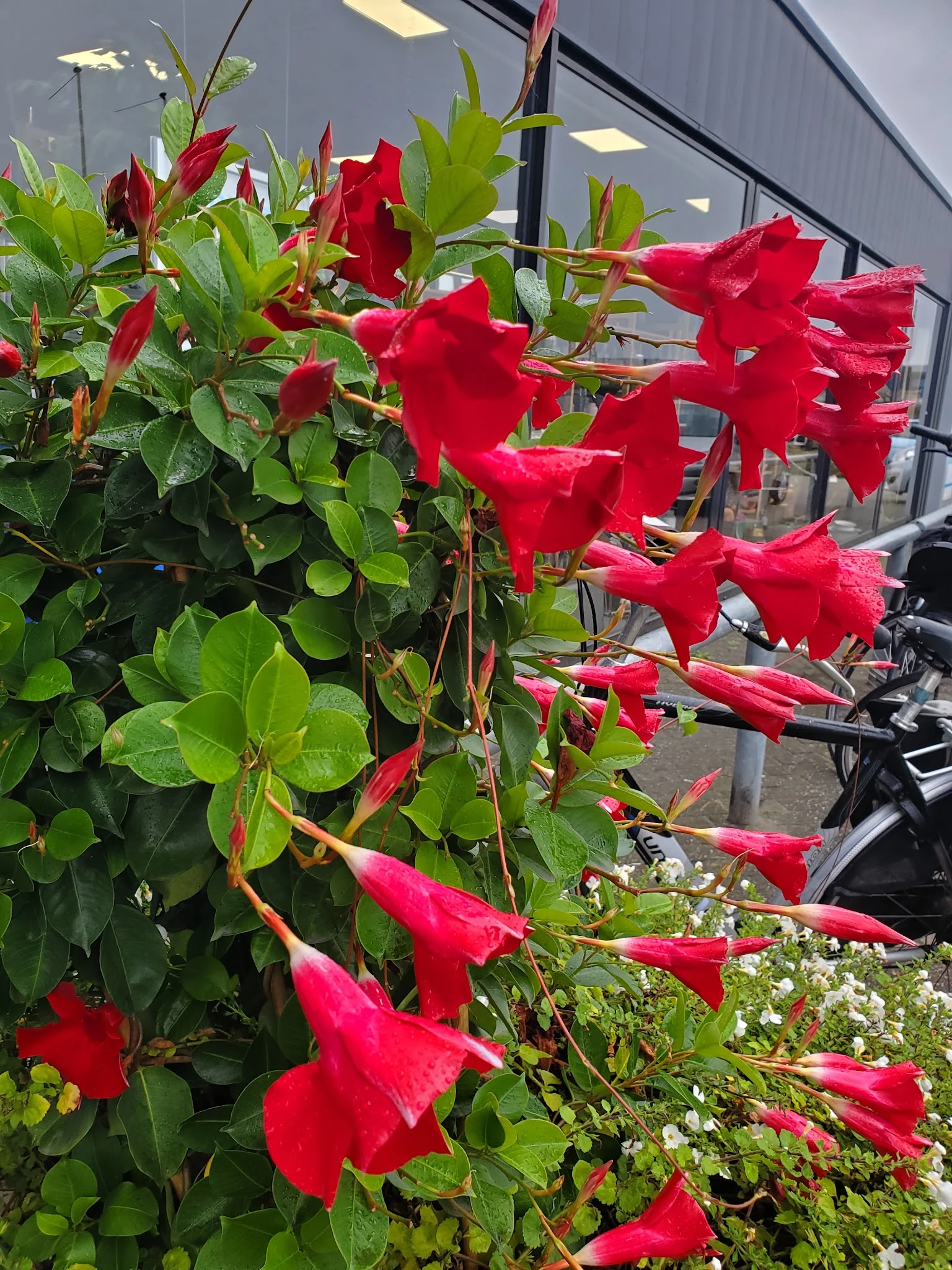 Rode trompetbloemen met groen blad op een terras of buiten de winkel