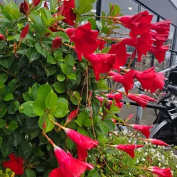 Rode trompetbloemen met groen blad op een terras of buiten de winkel