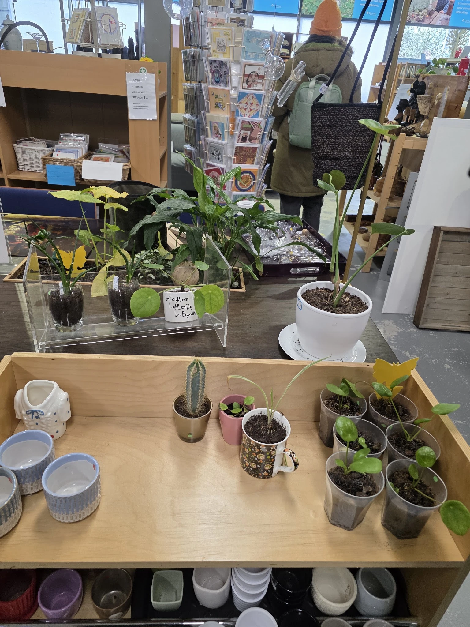 Verschillende potplanten en cactussen uitgestald in potten op houten tafels in de winkel