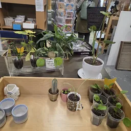 Verschillende potplanten en cactussen uitgestald in potten op houten tafels in de winkel