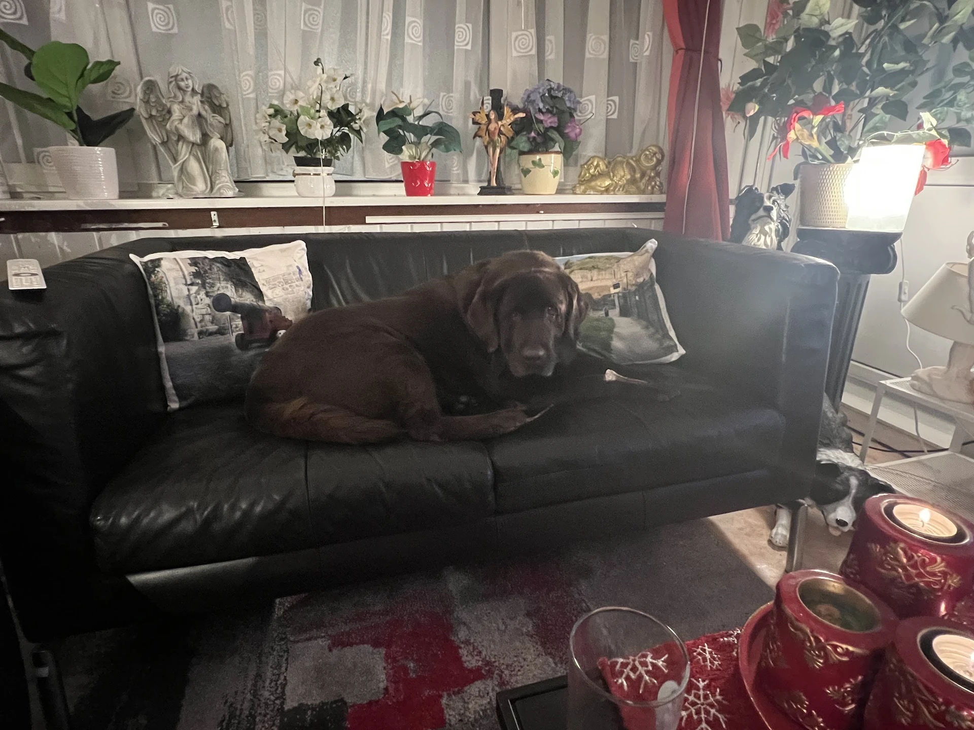 Zwarte leren bank met kussens in woonkamer met ramen, bloemen op vensterbank en rode decoratie op vloer