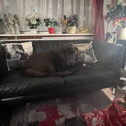 Zwarte leren bank met kussens in woonkamer met ramen, bloemen op vensterbank en rode decoratie op vloer