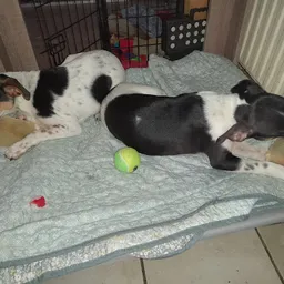 Bezoeker foto van Kringloopwinkel Dromehof in Zwaag