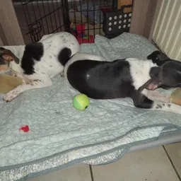 Twee honden liggen op een grijze deken met speelgoed