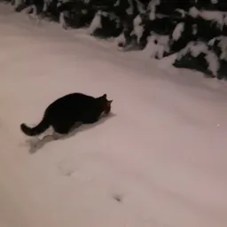 Zwarte kat loopt door sneeuw