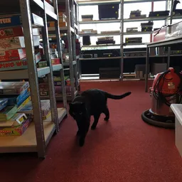 Winkelvloer van kringloopwinkel met zwarte kat, stellingen en rode brandkraan