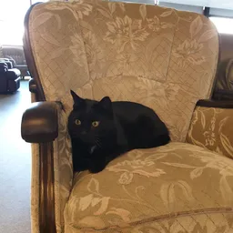 Zwarte kat zittend op een beige fauteuil in een interieur