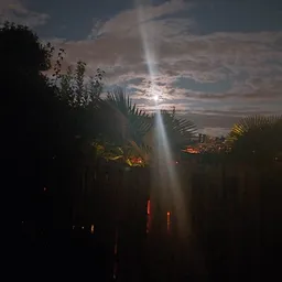 Nachtelijke foto met palmen en lampen, zeer donker en onduidelijk