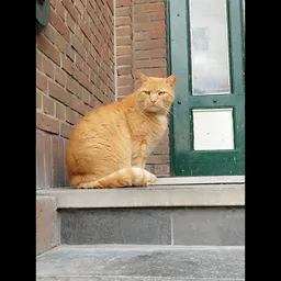 Oranje kat zittend op een betondorpel voor een groene deur