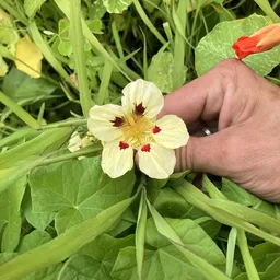 Hand houdt geel bloem met rode vlekken vast tussen groene planten
