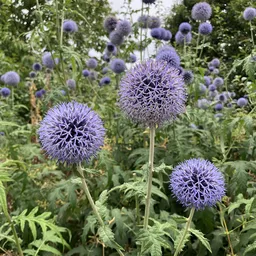 Paarse bolbloemen (Echinops) in een tuin met groene bladeren