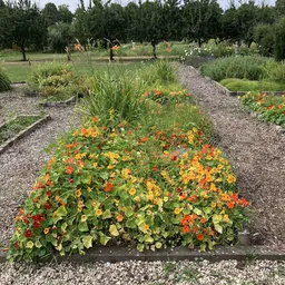 Tuin met bloeiende planten en grindpaden