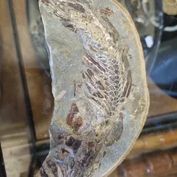 Bezoeker foto van Kringloopwinkel Garage Sale Krommenie in Krommenie