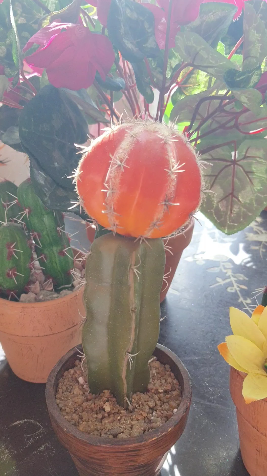 Close-up van een rode bolcactus met doorns in een terracotta pot