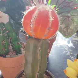 Close-up van een rode bolcactus met doorns in een terracotta pot