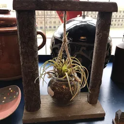 Opgepotte plant met geel-groen blad hangend aan touw tussen twee houten palen