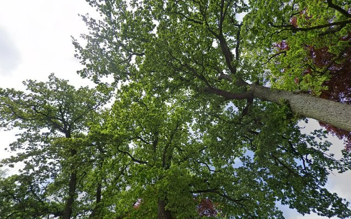 Kringloopwinkel Kringloopwinkel Juffermarkt in Schildwolde