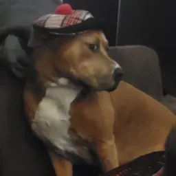 Bezoeker foto van Kringloop Centrum Bollenstreek in Lisse