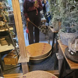 Winkelbinnenruimte met verschillende vintage spullen en een hond aan de lijn