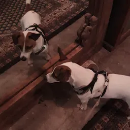 Bezoeker foto van Kringloop de Oude Liefde & Vintageshop in Dwingeloo