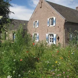 Voorgevel van een bakstenen woonhuis met blauwe raamkozijnen en groene klimop, vooruin vol bloemen