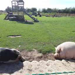 Twee varkens in een zanduitloop op een grasveld met een speeltuin op de achtergrond