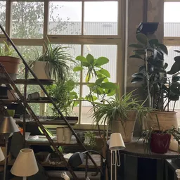 Winkelinterieur met grote ramen, plantencollectie op stellingen en tafels, natuurlijk licht