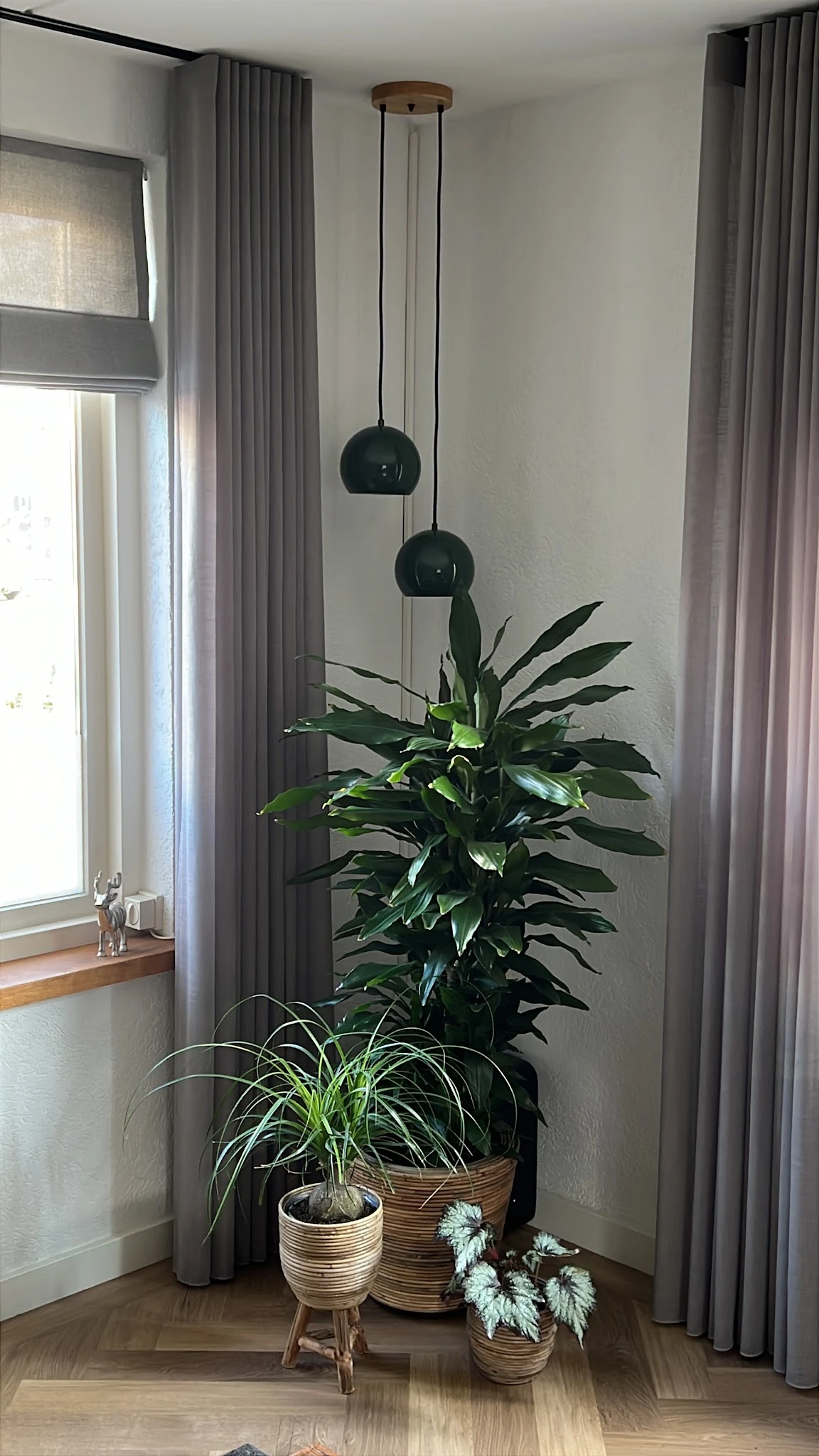 Grote groene potplant met lange bladeren en twee zwarte hangende lampen erboven