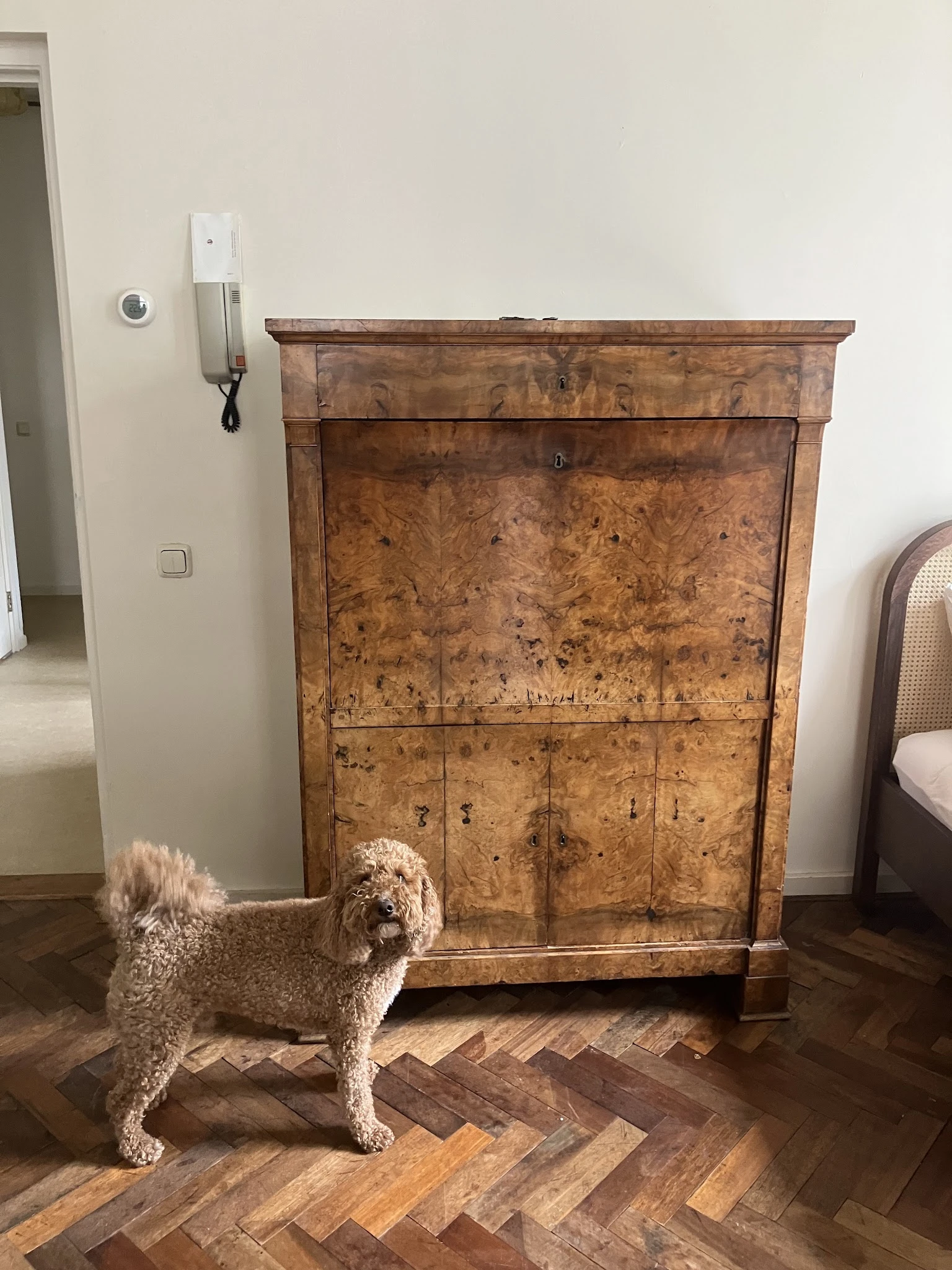 Antieke houten kast met geblokt patroon en een hond ernaast in de winkel