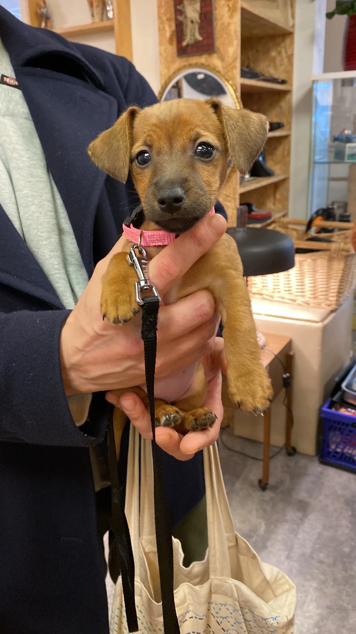 Persoon houdt kleine bruine hond met roze halsband vast in winkelinterieur