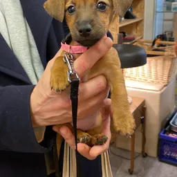 Persoon houdt kleine bruine hond met roze halsband vast in winkelinterieur