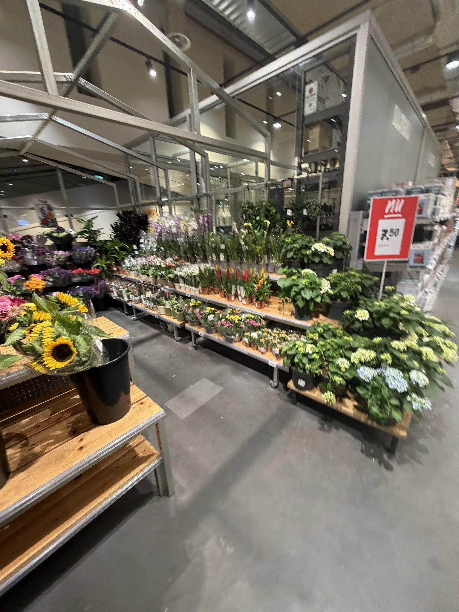Uitgestalde potplanten en snijbloemen in de kringloopwinkel, waaronder zonnebloemen en diverse bloeiende planten op houten pl