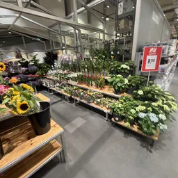 Uitgestalde potplanten en snijbloemen in de kringloopwinkel, waaronder zonnebloemen en diverse bloeiende planten op houten pl