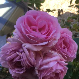 Roze bloemen met meerdere volle bloesems in een tuin