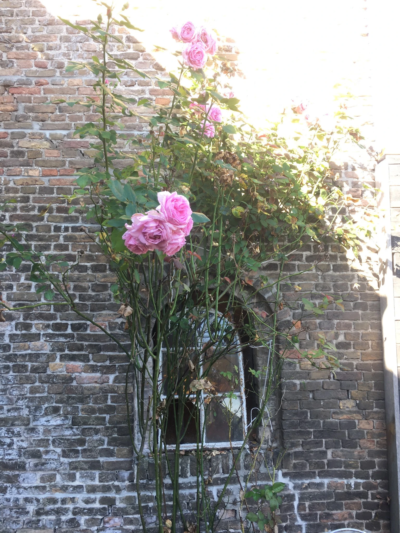 Roze bloemen tegen een bakstenen muur in de tuin