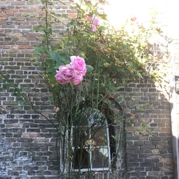 Roze bloemen tegen een bakstenen muur in de tuin