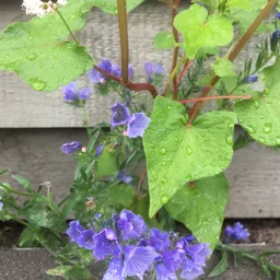 Paarse bloemen met groene bladeren bedekt met regendruppels tegen houten muur