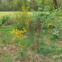 Tuin met gele bloemen, struiken en ondersteuningsramen op grasland