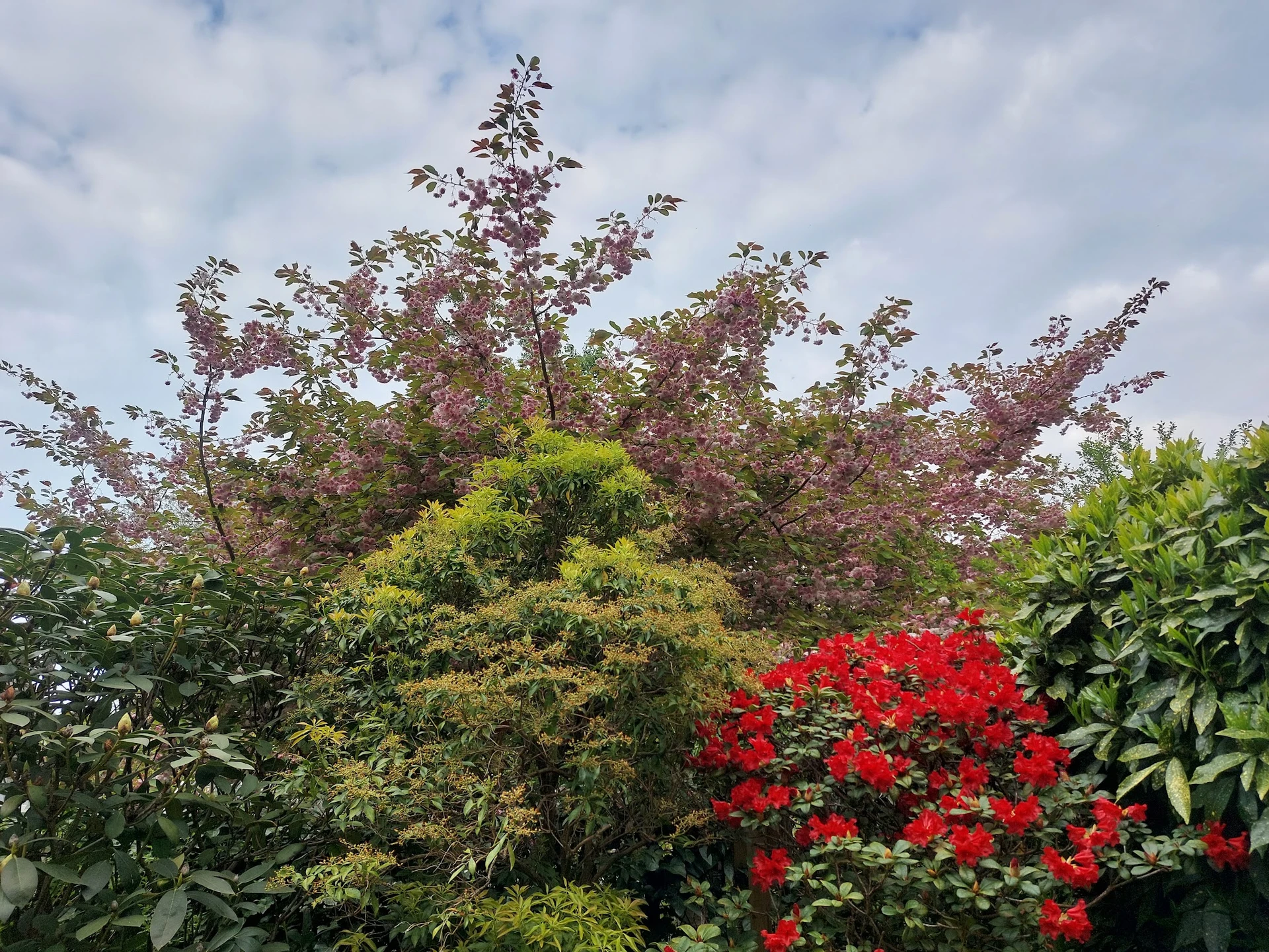 Tuingedeelte met bloeiende planten, struiken en bomen in verschillende kleuren