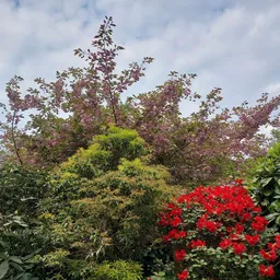 Tuingedeelte met bloeiende planten, struiken en bomen in verschillende kleuren