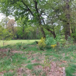 Weiland met bomen en struiken in een landelijk gebied