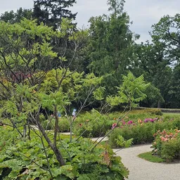 Tuin met paden, bomen en bloeiende struiken