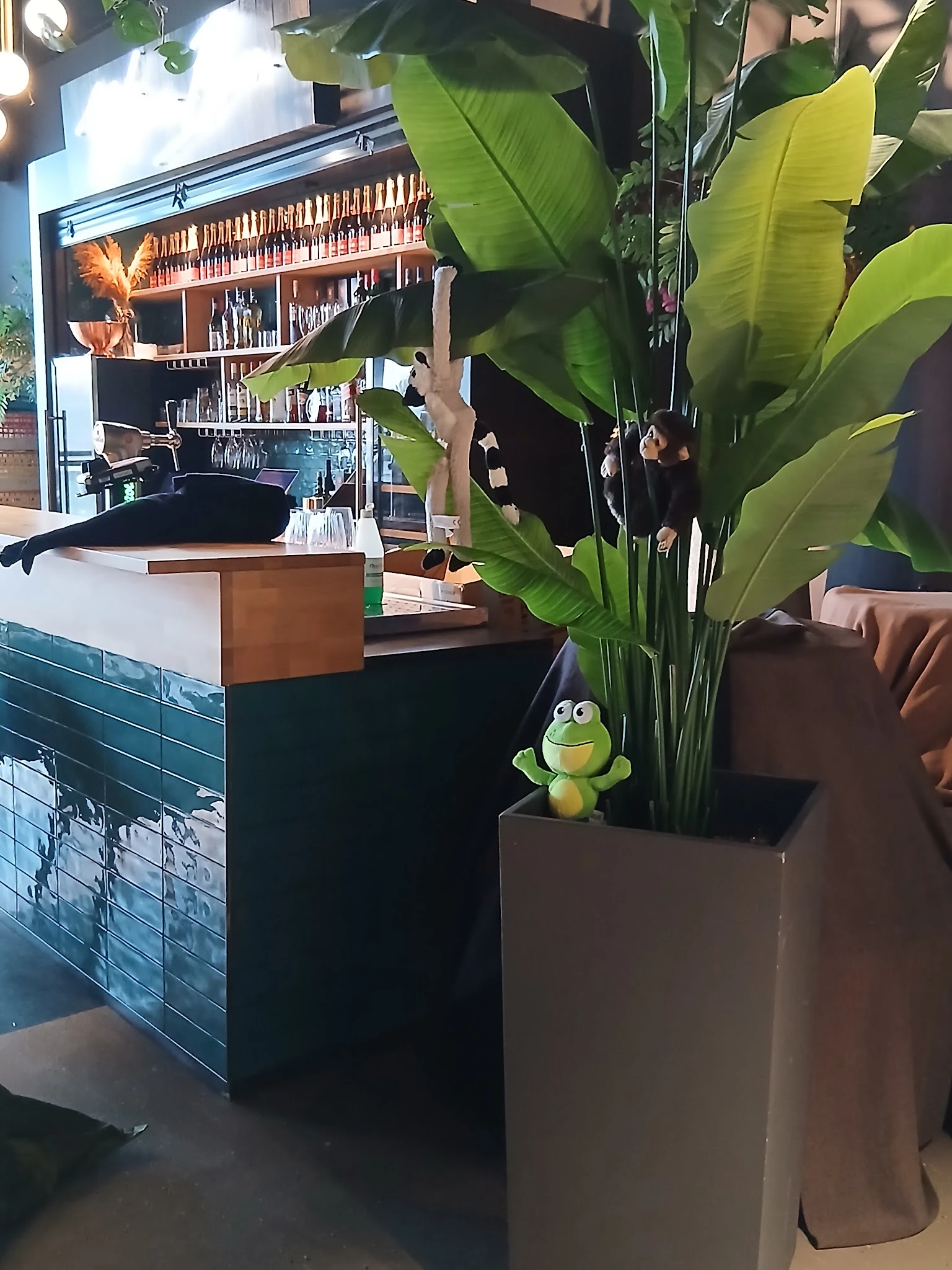 Winkelinterieur met toonbank, plantenpot met groene plant en decoratief kikkerbeeldje, stellingen op achtergrond