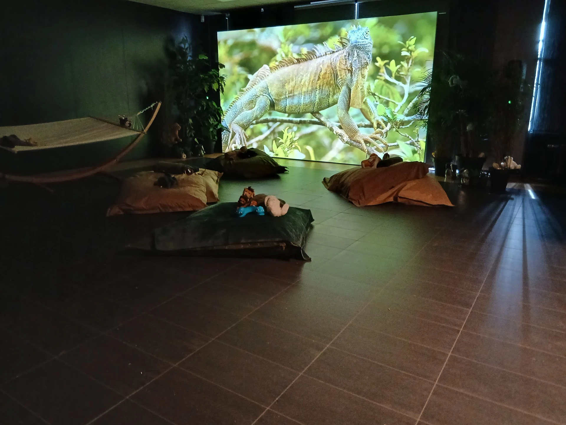 Donkere winkelruimte met zitplekken op grond en grote scherm met iguana-afbeelding