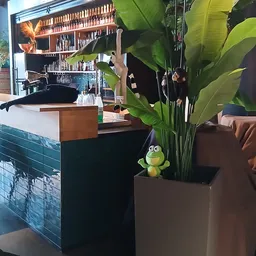 Binnenaanzicht van kringloopwinkel met toonbank, grote groene plant en decoratief kikkerbeeldje