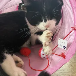 Zwart-wit kat speelt met rode speelgoedmuisjes in roze tent