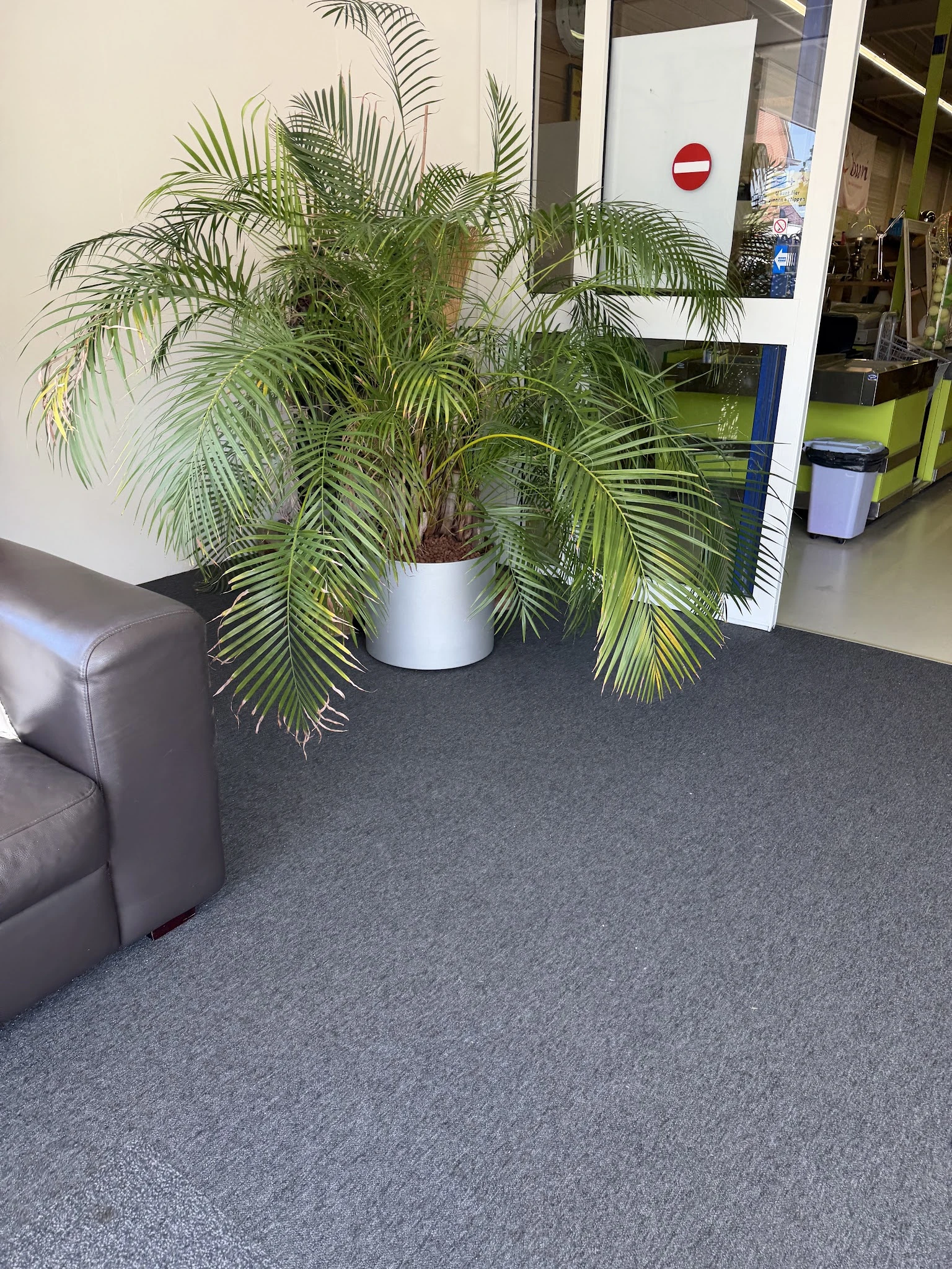 Grijze vloer met grijze bank en grote groene plant in witte pot in kringloopwinkel