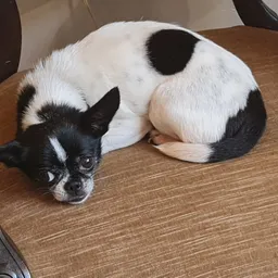 Zwart-wit hondje ligt op een houten tafel